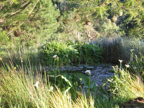 Elgin Open Gardens 2025 Wildekrans Country House water garden