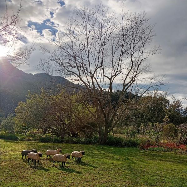 Elgin-Open-Gardens-2026-Wildekrans-Country-House-Wilma-Cruise-sheep